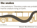 Porównanie wielkości węża Titanoboa. (z.: www.dinosaurs.wikia.com)